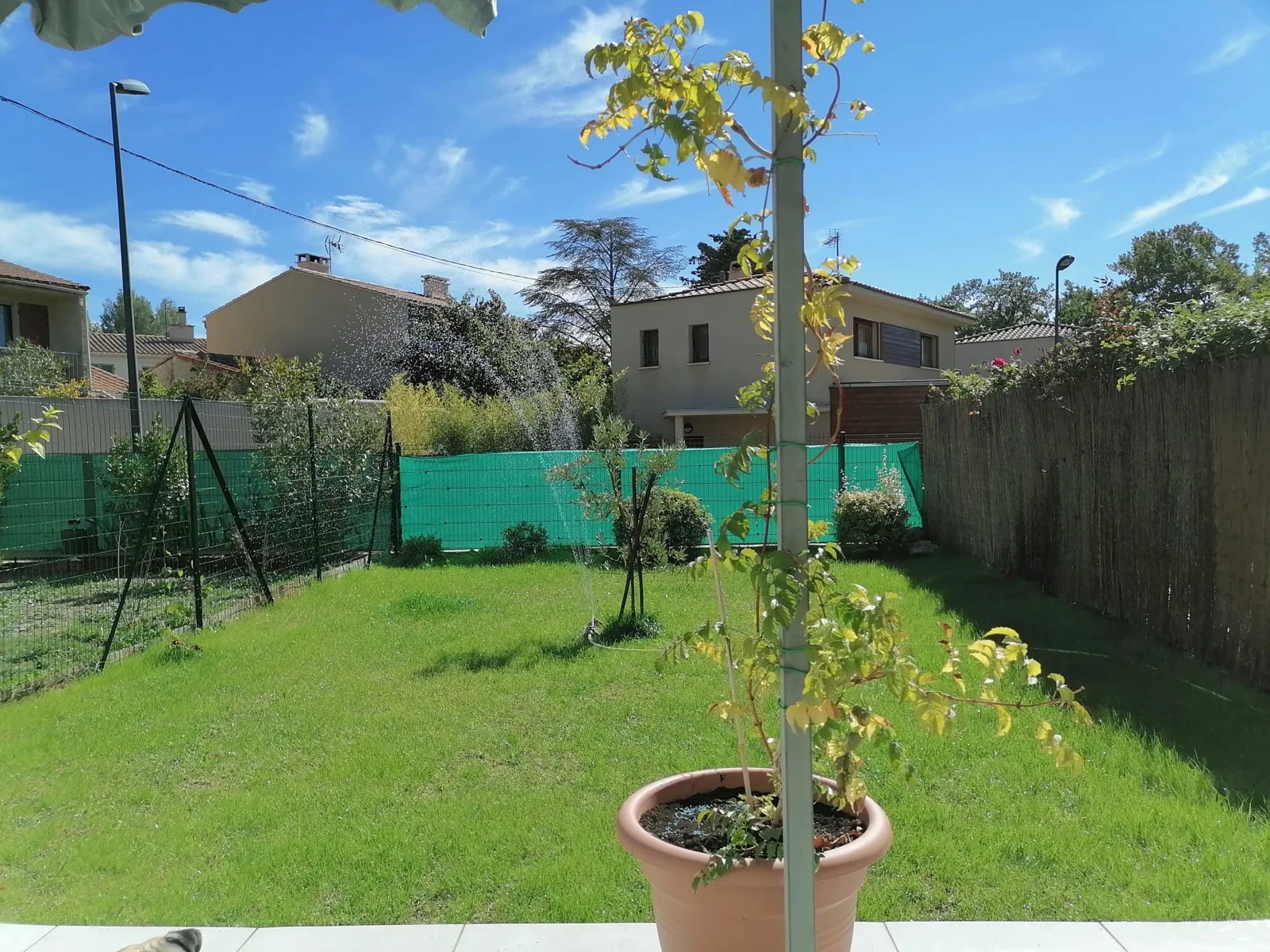 Une pelouse et de jeunes plantations