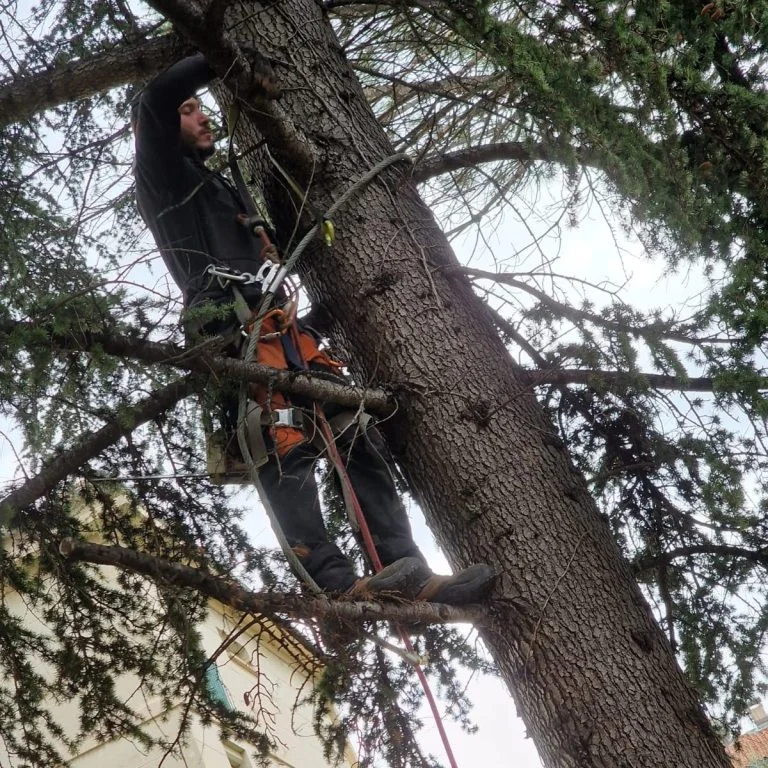 Intervention photographiée dans un arbre