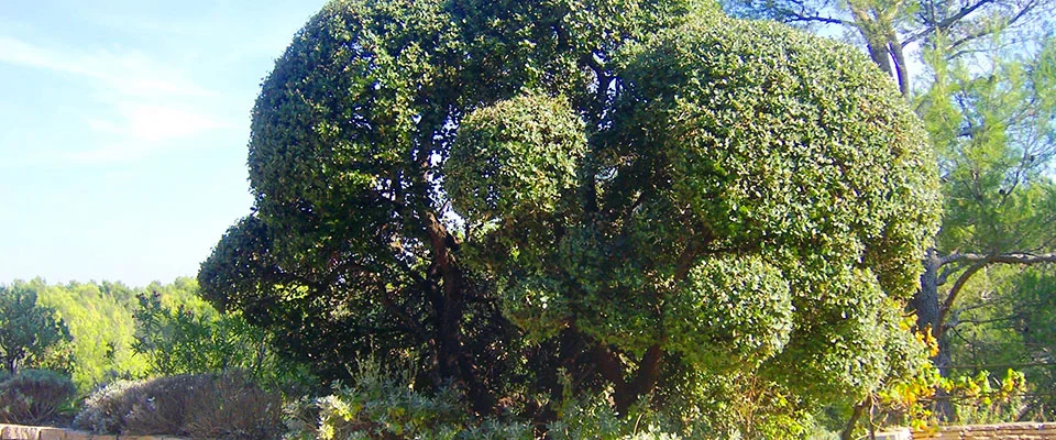 Un arbre travaillé en taille ornementale