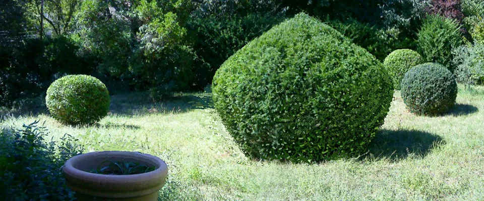 Des arbustes sculptés dans un jardin