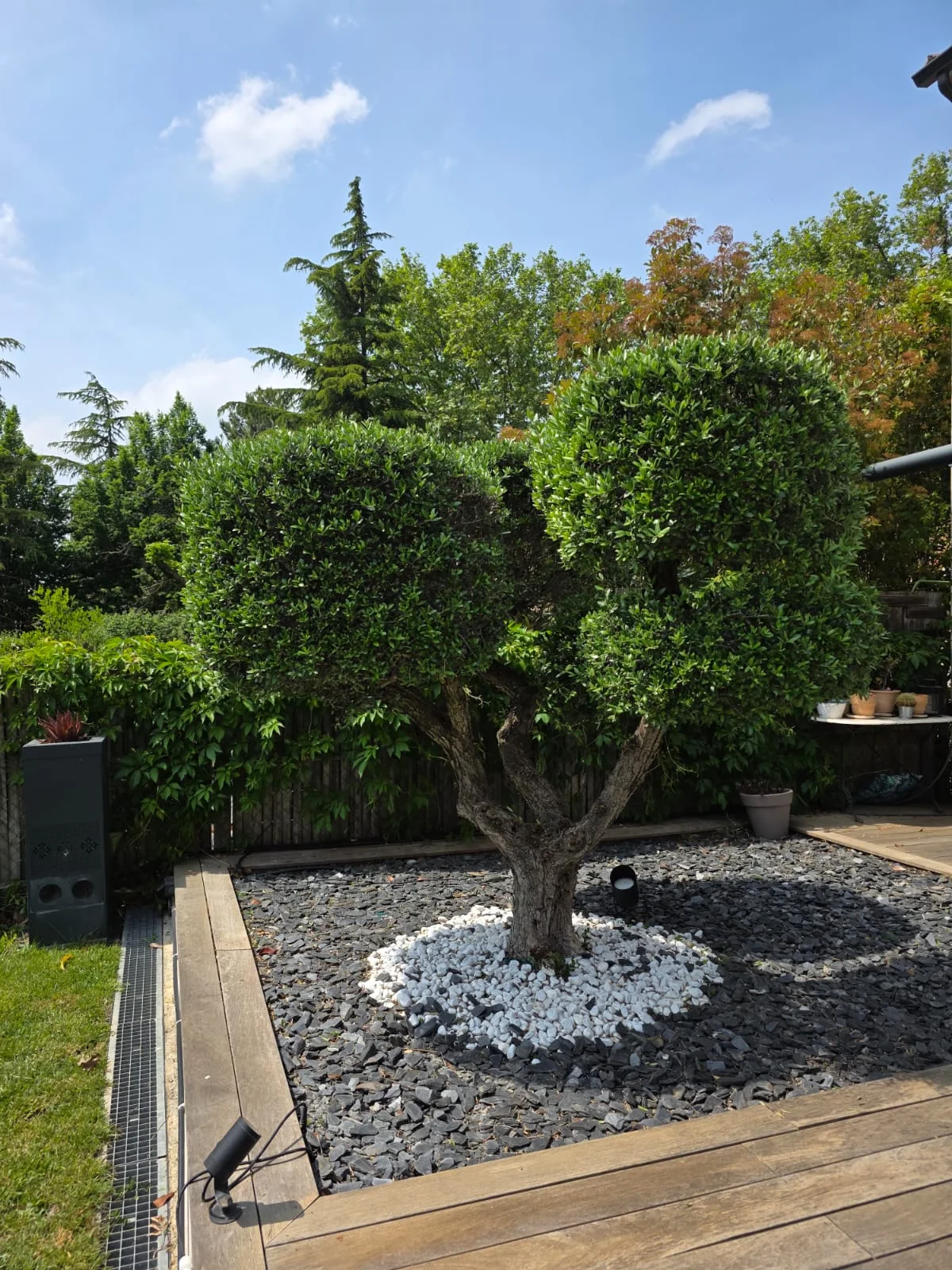 Un arbre au centre d’une cour paysagée